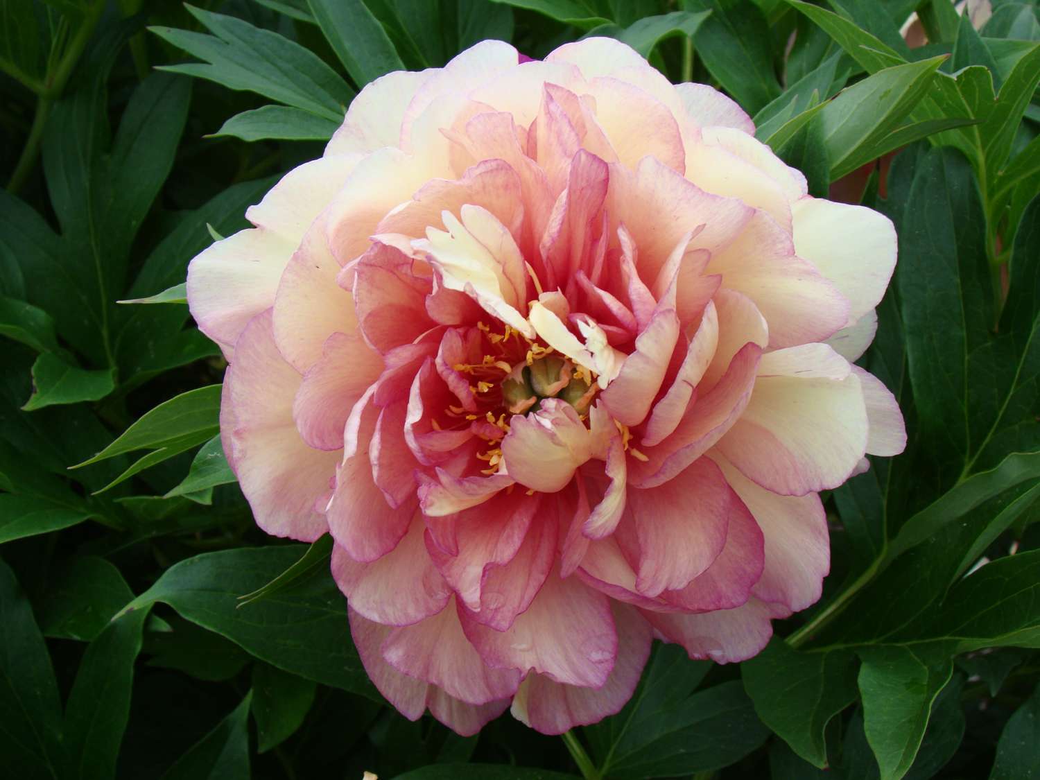 Pivoine ‘Garden Candy Simply Scrumptious’